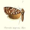 Image of Choreutis argyrota Meyrick 1912