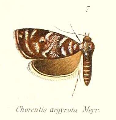 Image of Choreutis argyrota Meyrick 1912