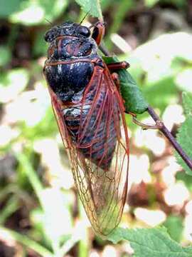 Image of Tibicina haematodes (Scopoli 1763)