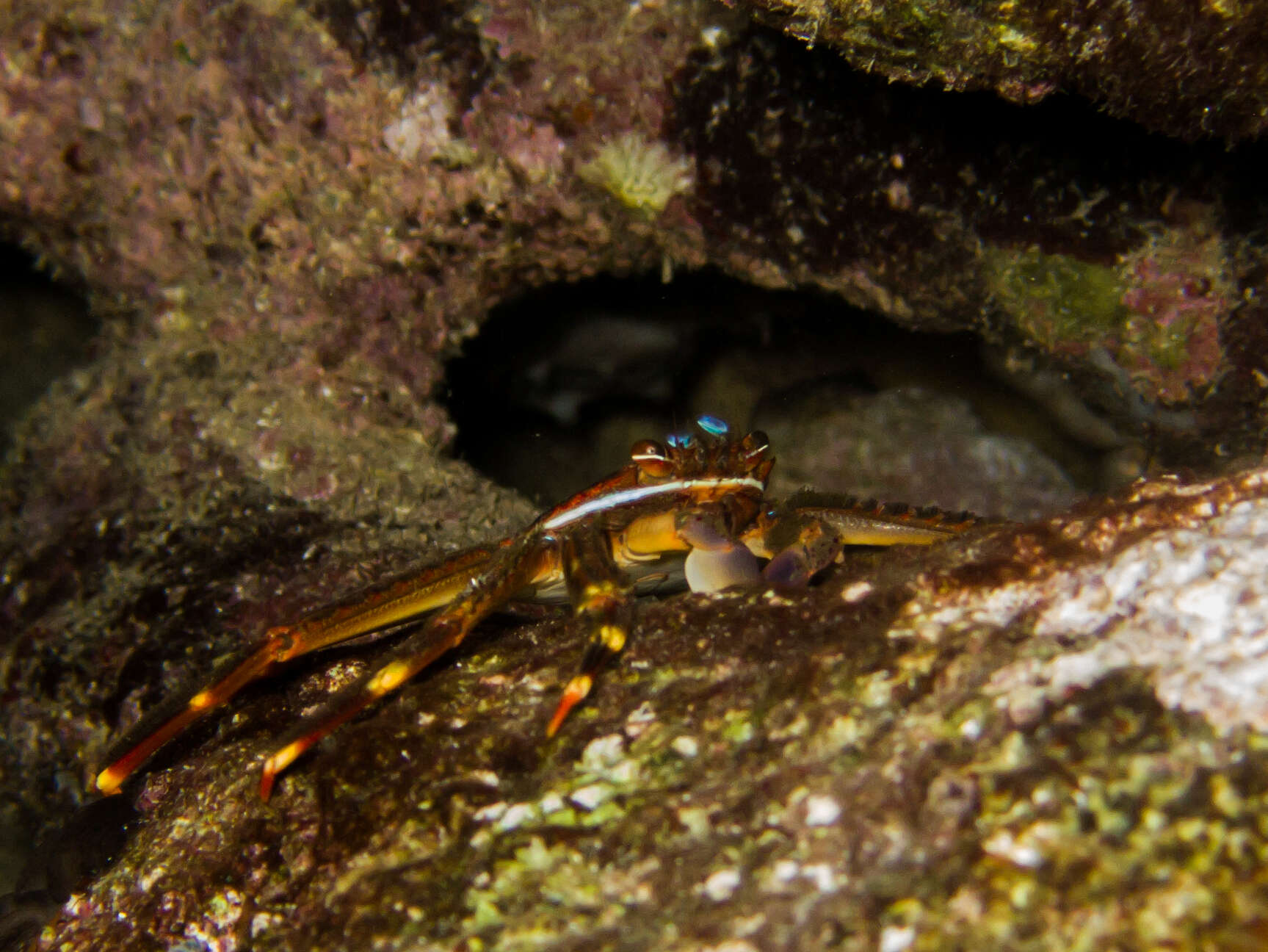 Image of Nimble spray crab