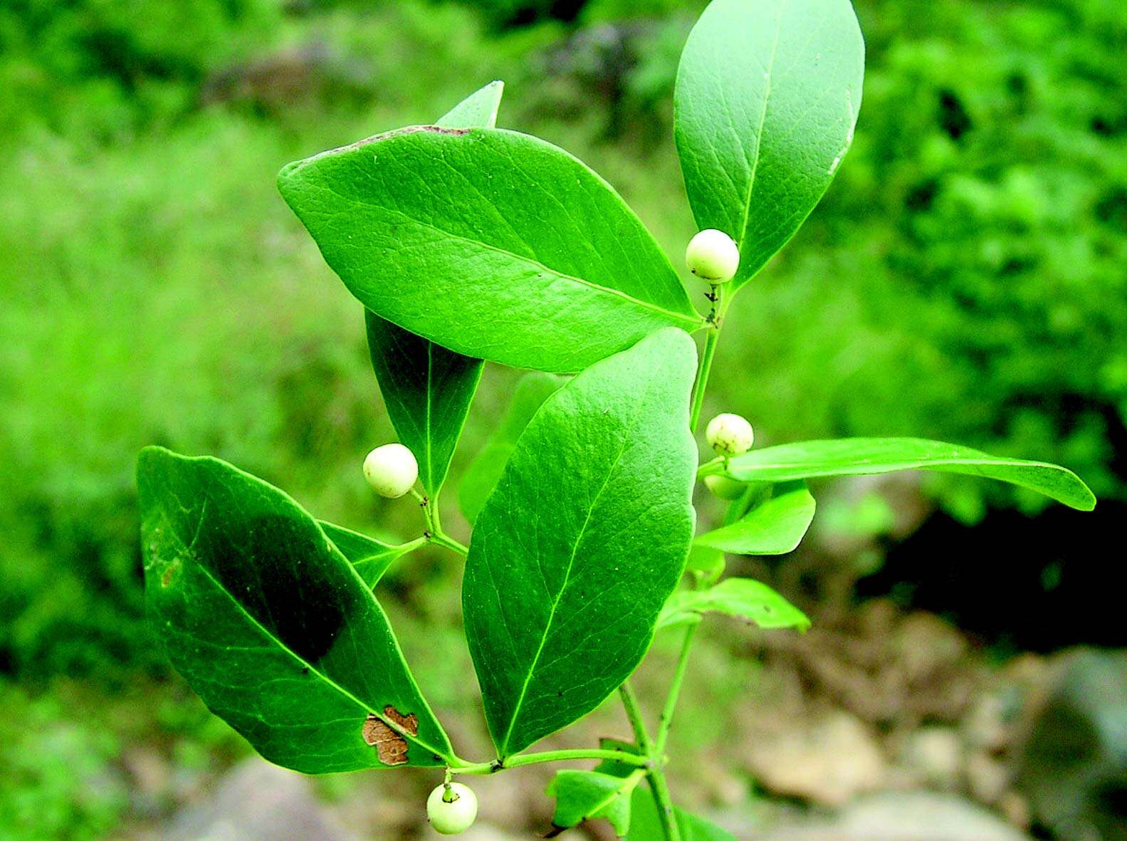 Image of Pleurostylia opposita (Wallich) Alston