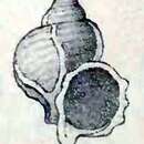 Image of Crossea miranda A. Adams 1865