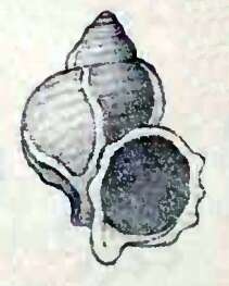 Image of Crossea miranda A. Adams 1865