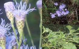 Image of ivyleaf thoroughwort