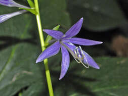 Imagem de Hosta laevigata