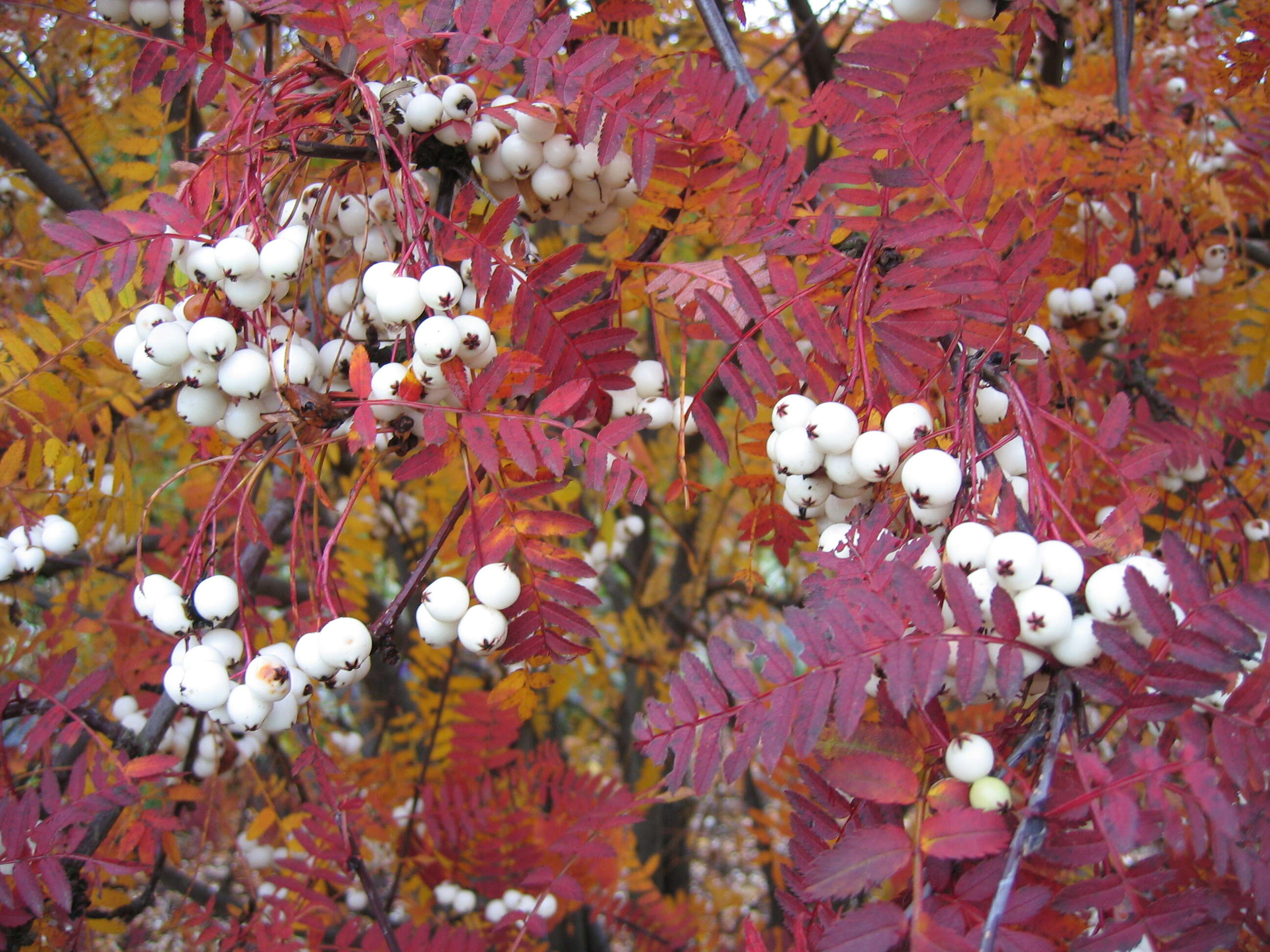 Image of Sorbus fruticosa