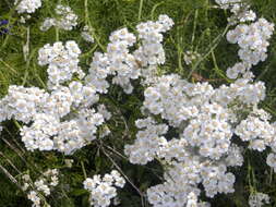 Image of Achillea abrotanoides (Vis.) Vis.