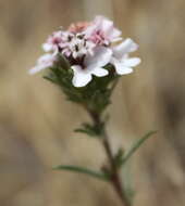 Image of sticky western rosinweed