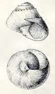 Image of Bathymophila bairdii (Dall 1889)