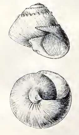 Слика од Bathymophila bairdii (Dall 1889)