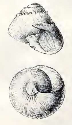 Bathymophila bairdii (Dall 1889)的圖片