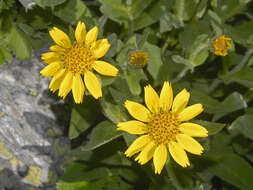 Слика од Arnica nevadensis A. Gray