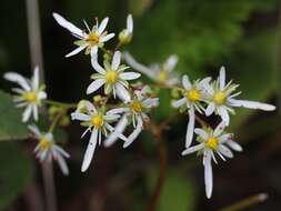 Plancia ëd Saxifraga fortunei Hook.