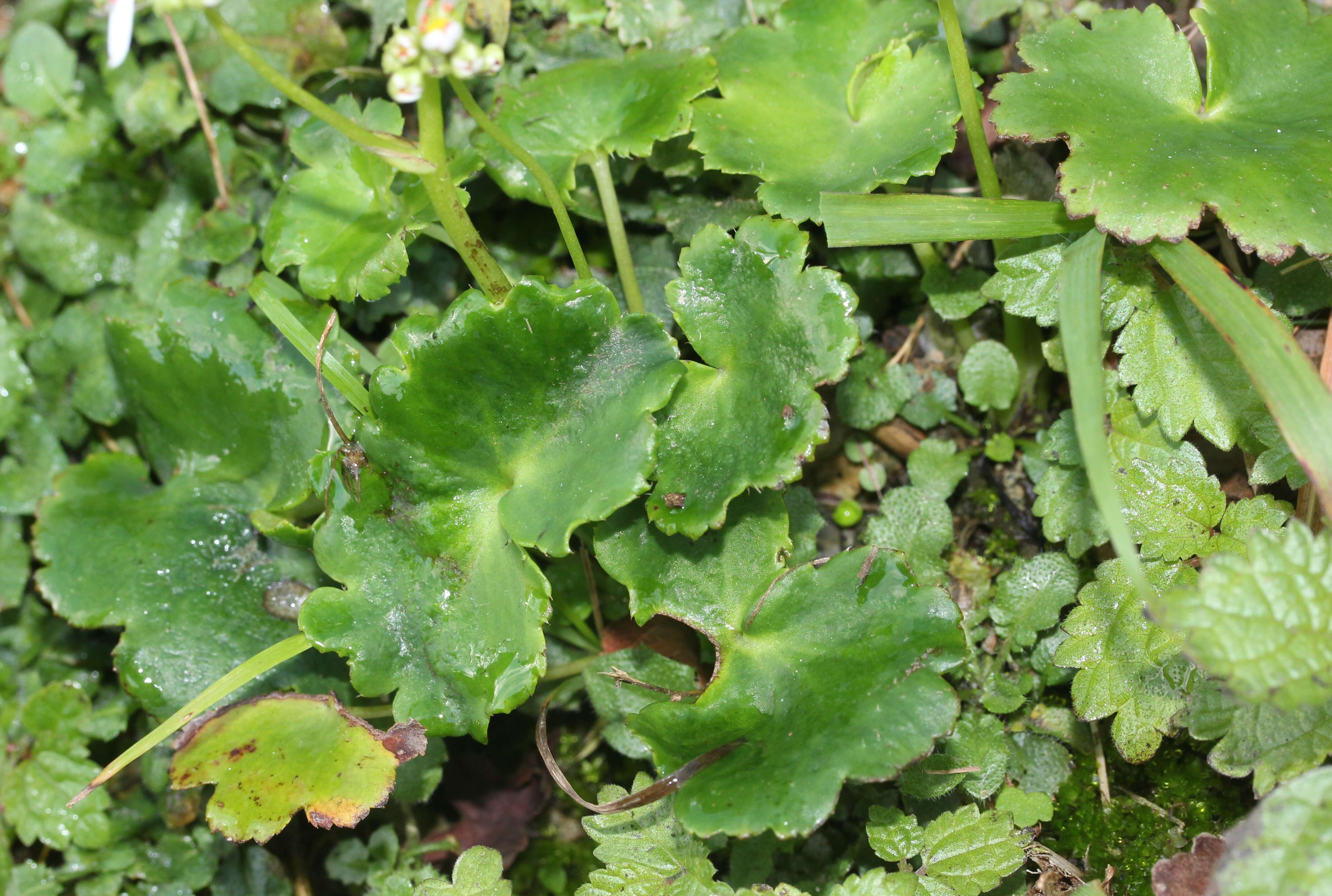 Plancia ëd Saxifraga fortunei Hook.