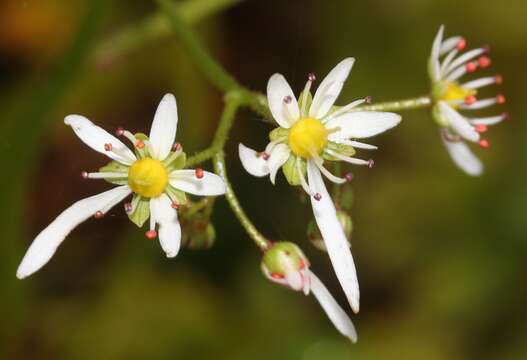 Plancia ëd Saxifraga fortunei Hook.