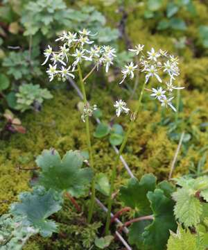 Plancia ëd Saxifraga fortunei Hook.