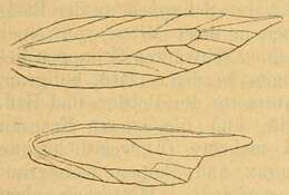 Image de Coloptilia