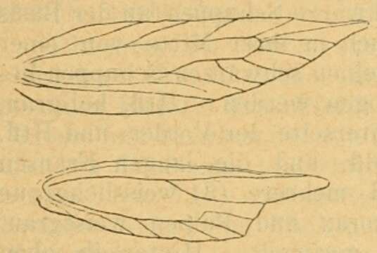 Image de Coloptilia