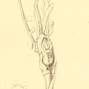 Image of Caulastrocecis gypsella Constant 1893