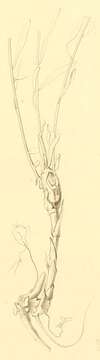 Image of Caulastrocecis gypsella Constant 1893