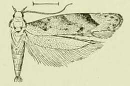 Image of Orange Spruce Needleminer Moth