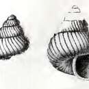 Image of Margarites laminarum (Jeffreys 1883)