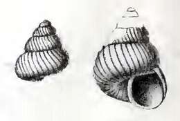 Image of Margarites laminarum (Jeffreys 1883)