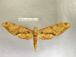 Image of Protambulyx eurycles (Herrich-Schäffer (1854))