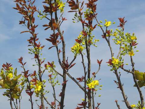 Image of Ochna obtusata DC.