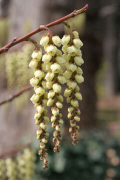 Image of Stachyurus praecox Sieb. & Zucc.