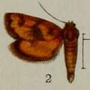 Image of Massepha fulvalis Hampson 1898