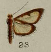 Image of Hyalea pallidalis Hampson 1898