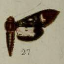 Imagem de Desmia melaleucalis Hampson 1898