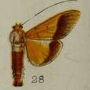 Image of Desmia chryseis Hampson 1898