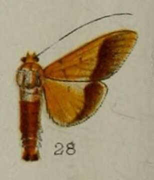 Imagem de Desmia chryseis Hampson 1898