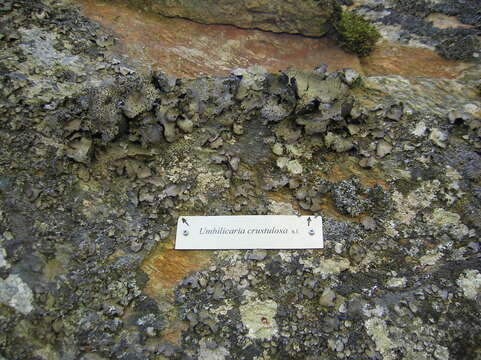 Image of Buttoned rock tripe lichen