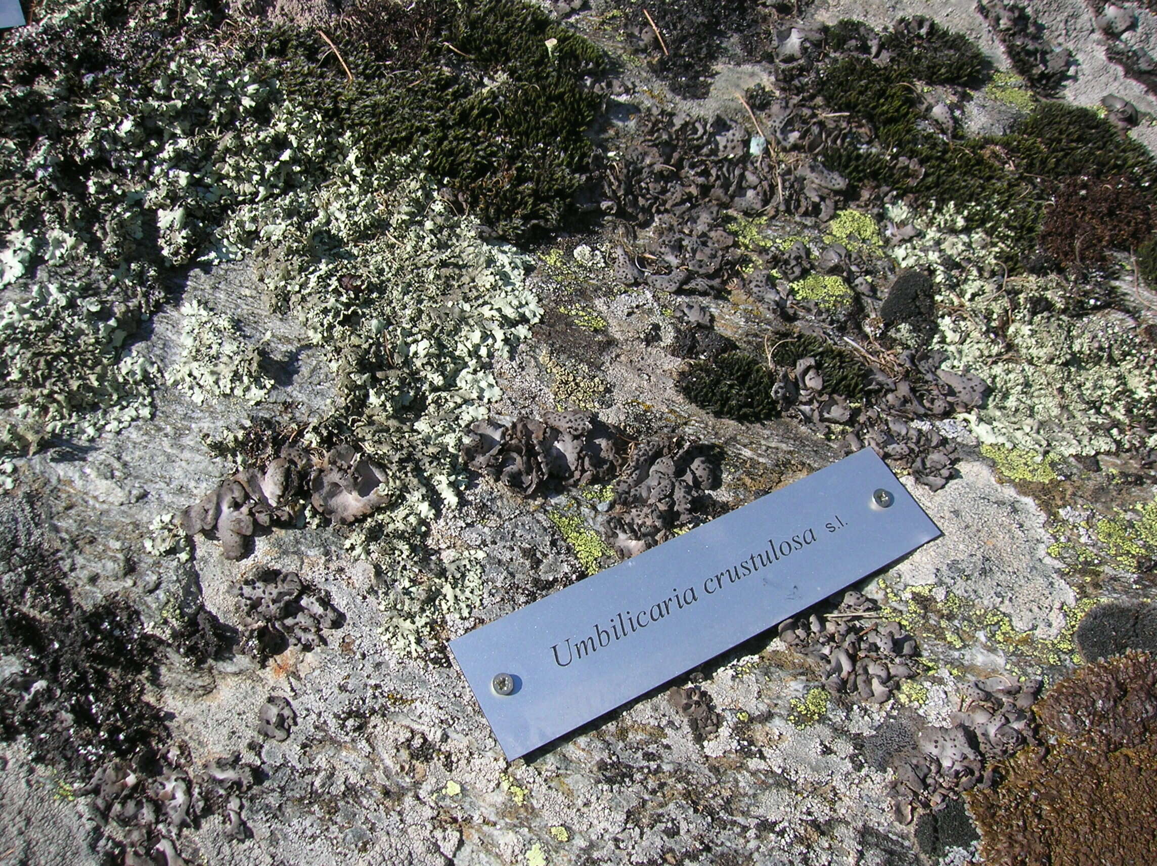 Image of Buttoned rock tripe lichen