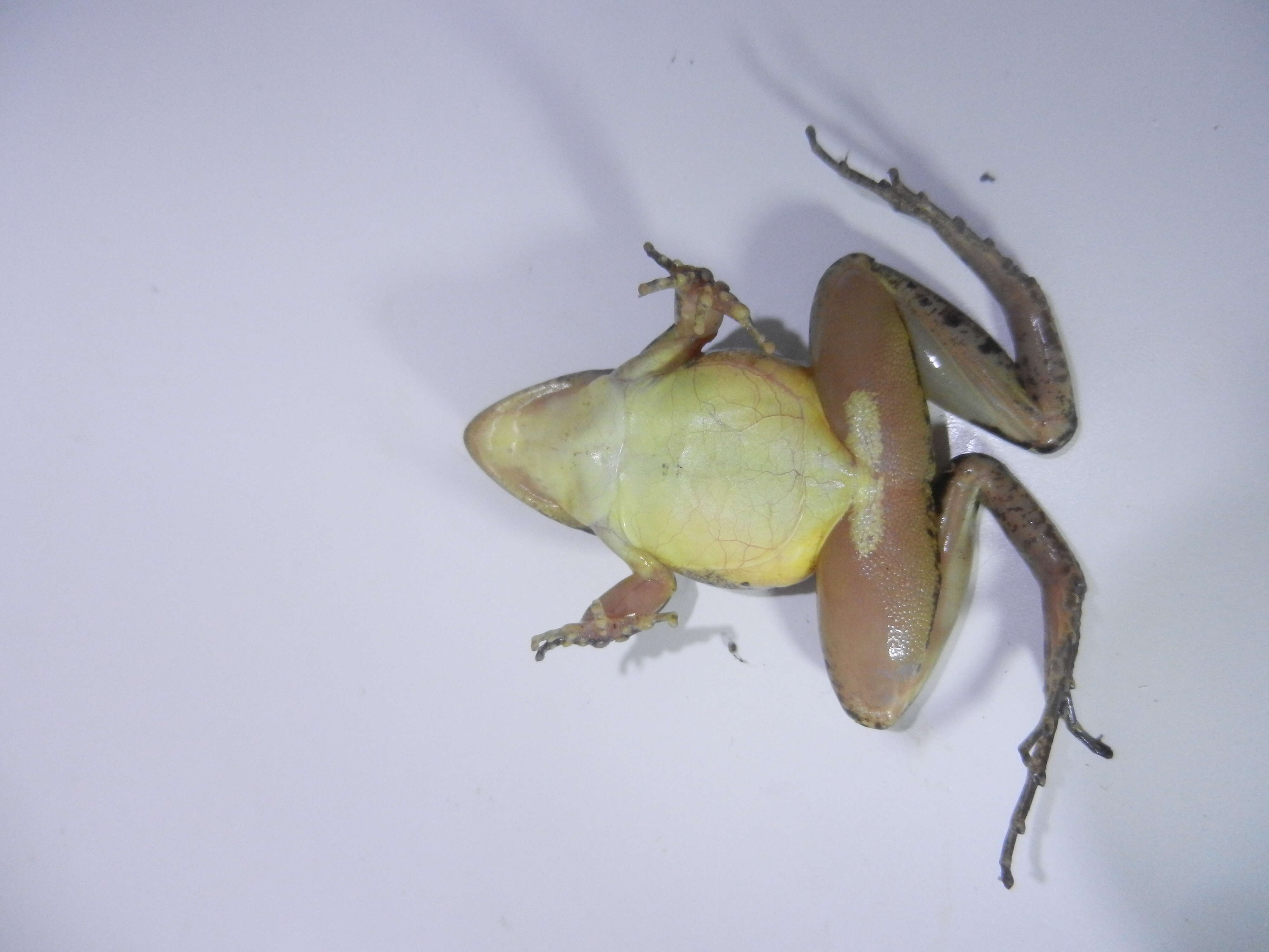Image of Leptodactylus didymus Heyer, García-Lopez & Cardoso 1996