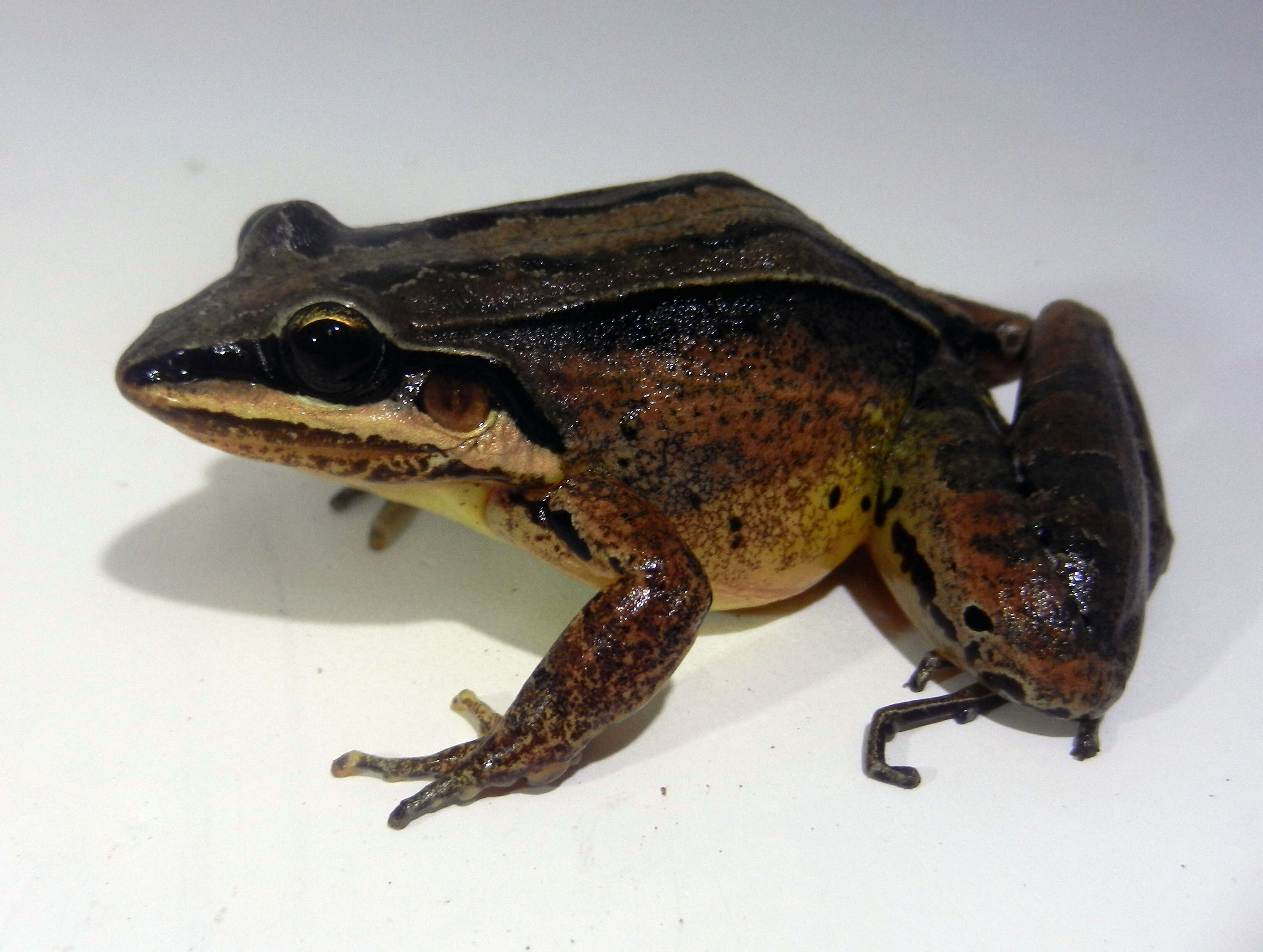 Image de Leptodactylus didymus Heyer, García-Lopez & Cardoso 1996