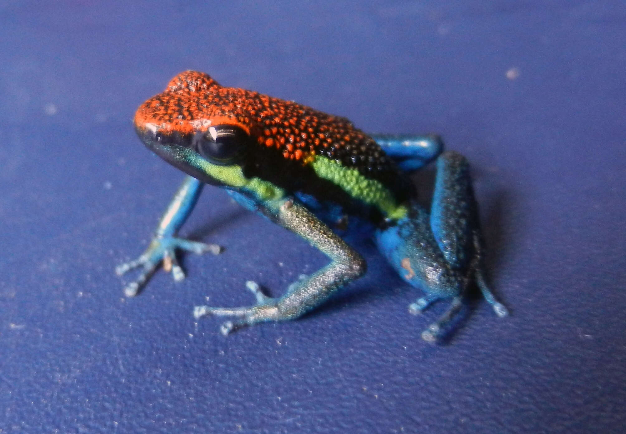 Image of Manu Poison Frog