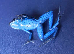 Image of Manu Poison Frog