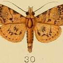 Image of Coenodomus cornucalis Kenrick 1907
