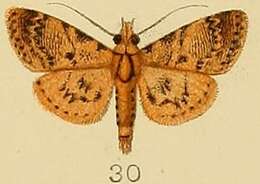 Image of Coenodomus cornucalis Kenrick 1907