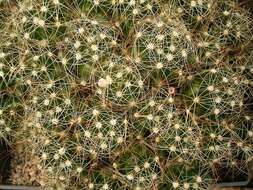 Image of Mammillaria surculosa Boed.