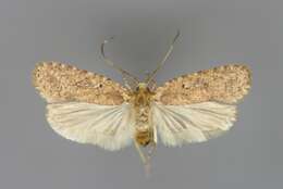 Image of Agonopterix heracliana Linnaeus 1758