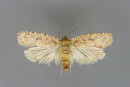 Image of Agonopterix heracliana Linnaeus 1758