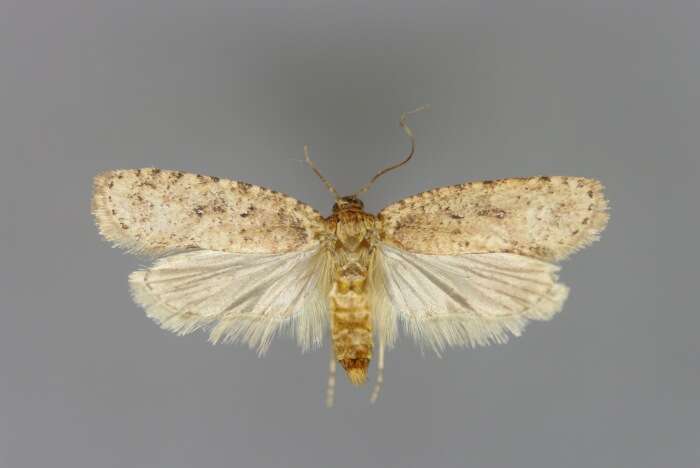 Image of Agonopterix heracliana Linnaeus 1758