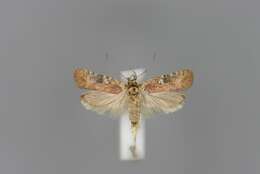 Image of Agonopterix purpurea Haworth 1812