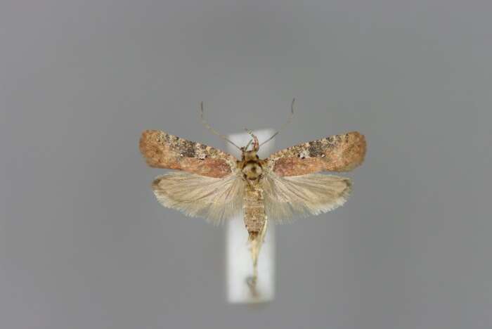 Image of Agonopterix purpurea Haworth 1812