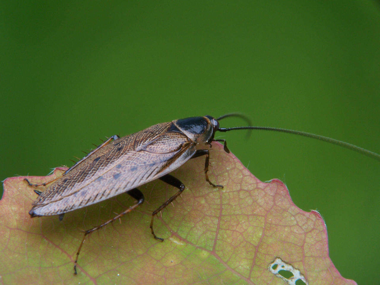 Image of dusky cockroach